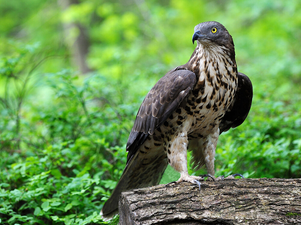 Wespenbussard sitzt auf liegendem Baumstamm.