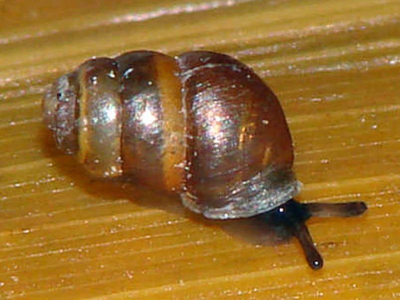 Windelschnecke_IRARICHLING.JPG