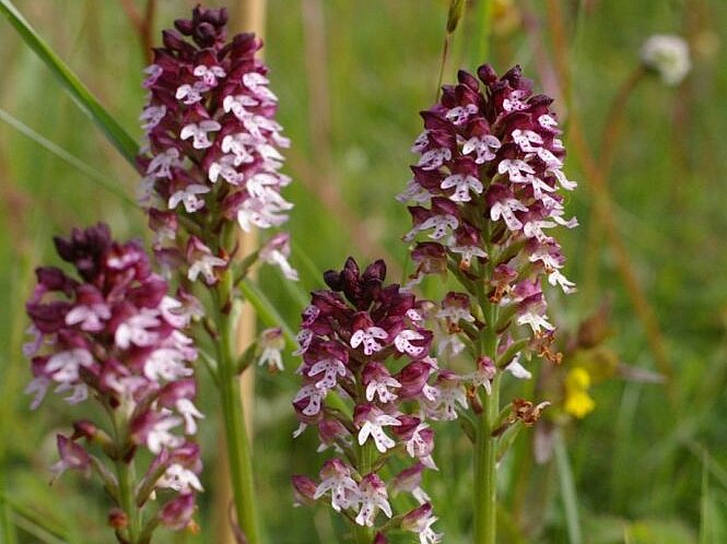 Hessische Orchideen