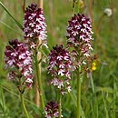 Hessische Orchideen