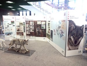 Wolf_Ruesselsheim_2019.jpg