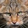wildkatze_haraldgrunwald_2010_300x235.jpg