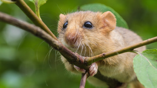 Haselmaus