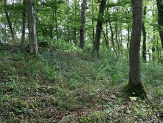 Trockener Eichen-Hainbuchenwald in einem Naturschutzgebiet bei Witzenhausen in Nordhessen