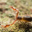 Schrecken und Pseudoskorpion in Hessen