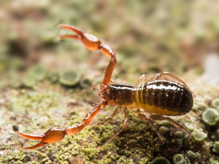 Pseudoskorpion_AdobeStock_Rainer_Fuhrmann.jpg