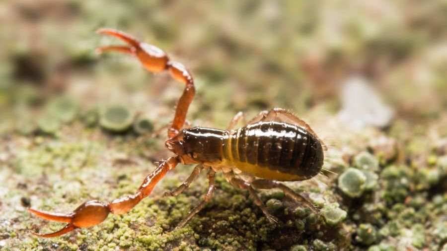 Pseudoskorpion_AdobeStock_Rainer_Fuhrmann.jpg