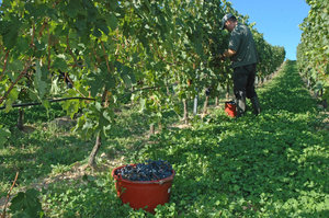 Weinlese im Rheingau