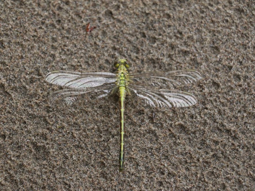 Asiatische Keiljungfer in Hessen