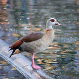 Fotolia_Nilgans_Christian.jpg