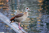 Fotolia_Nilgans_Christian.jpg