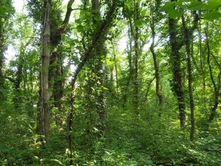 Hartholzauenwald mit von Lianen bewachsenen Bäumen
