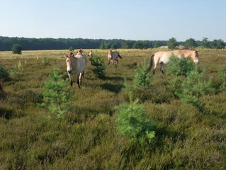 Eine von Pferden beweidete Sandheide in Südhessen