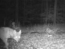 Wolfsfoto bei Nacht in Fischbachtal