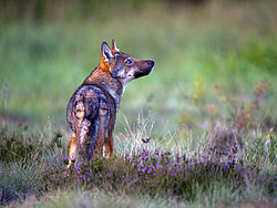 gomille8386-wildwolf2-online.jpg