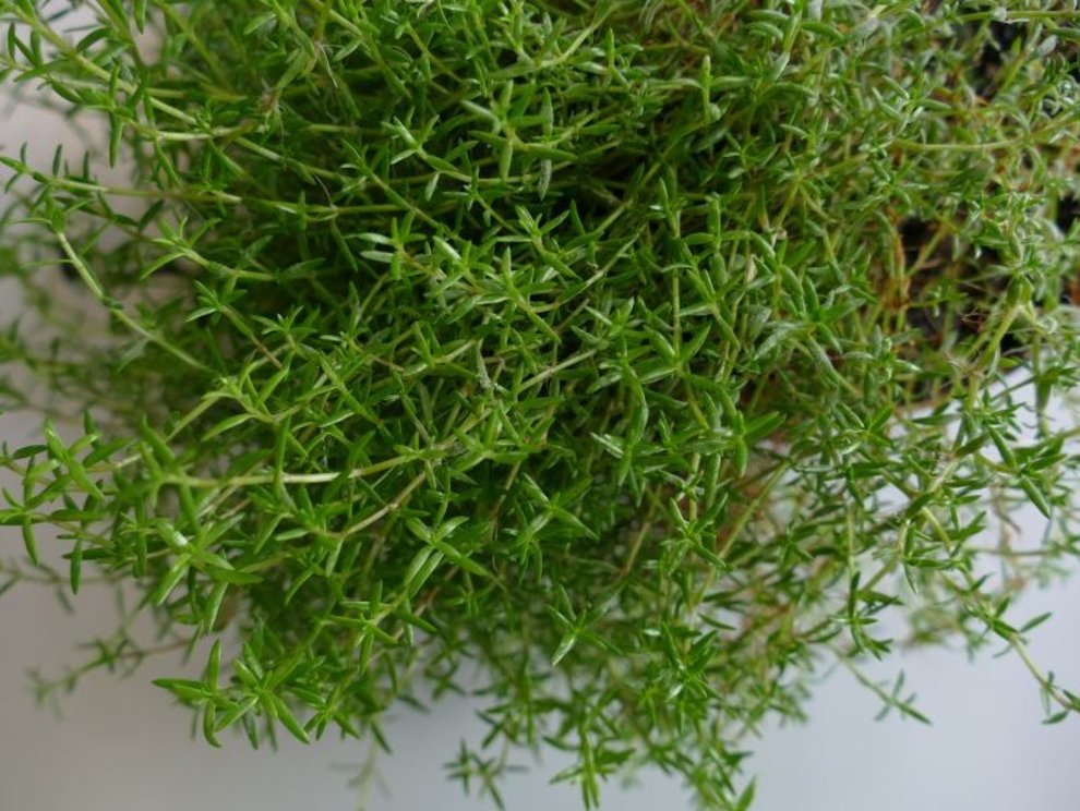 Die neophytische und potentiell invasive Wasserpflanze Crassula helmsii Crassula_helmsii_Lars_Moeller.JPG