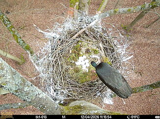 Eier im Horst des Schwarzstorches. 