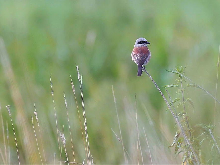 red-backed-shrike-g097d36e35_1280.jpg