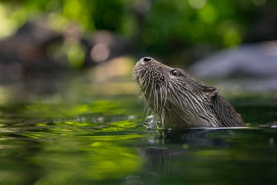 Der Fischotter ist der längste und nach dem Dachs zweitschwerste Marder Mitteleuropas. Er ist ein hervorragender Schwimmer und dank seines dichten Fells mit durchschnittlich 70.000 Haaren pro Quadratzentimeter auch gegen winterliche Kälte gewappnet.