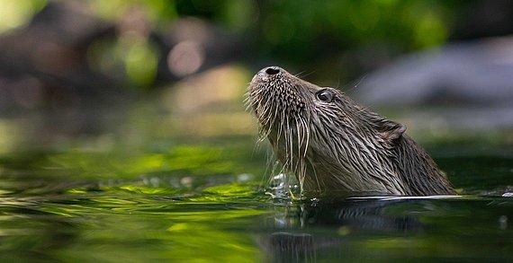 Der Fischotter ist der längste und nach dem Dachs zweitschwerste Marder Mitteleuropas. Er ist ein hervorragender Schwimmer und dank seines dichten Fells mit durchschnittlich 70.000 Haaren pro Quadratzentimeter auch gegen winterliche Kälte gewappnet.
