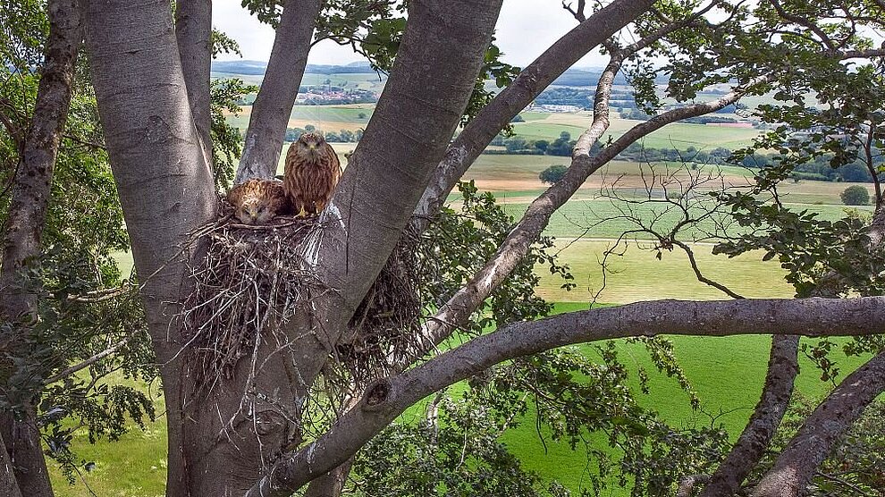 Rotmilanschutz und nachhaltiger Windenergieausbau in Hessen (RoniaH)