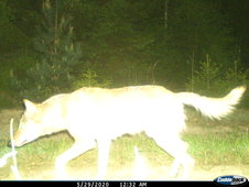 Wolfsaufnahme von Wildtierkamera bei Nacht