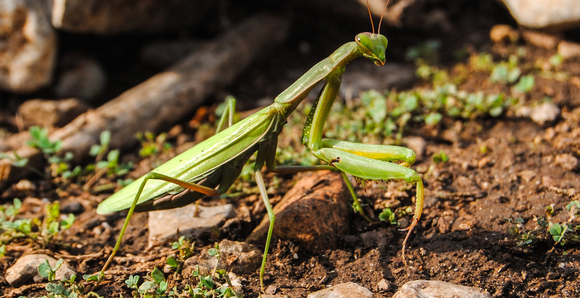 Die Gottesanbeterin in Hessen Mantis_religiosa1__ChristianGeske.jpg