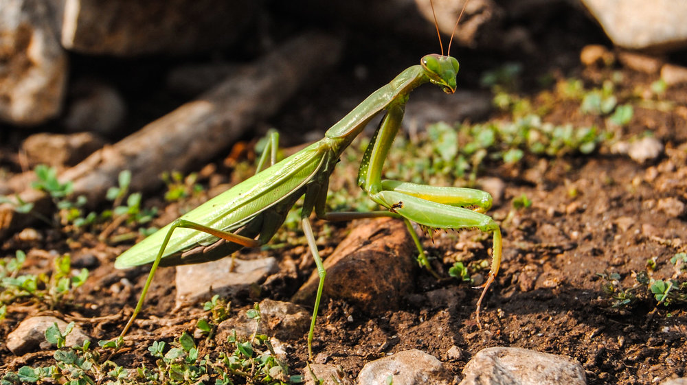 Mantis_religiosa1__ChristianGeske.jpg