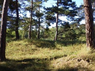 Kiefernwald auf Sanddüne bei Darmstadt