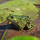AdobeStock_309220509_KleinerWasserfrosch_fieryphoenix.jpg