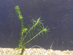 Elodea_nuttallii_LarsMoeller.JPG