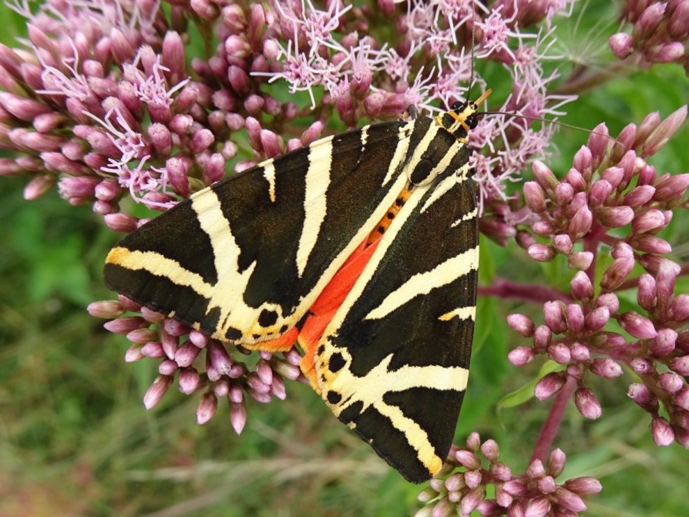 Schmetterlinge wie der Russische Bär gehören zu den Fluginsekten Spanische_Fahne_Maria_Weissbecker_05.jpg