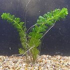 Cabomba_caroliniana_LarsMoeller.JPG