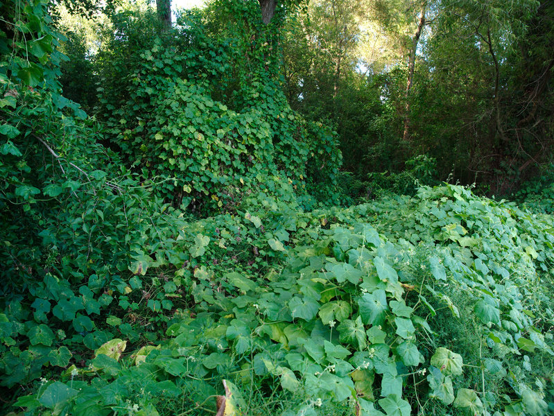 Fotolia_Kudzu_Miguel.jpg