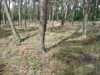 Kiefernwald mit Flechtenbewuchs am Boden