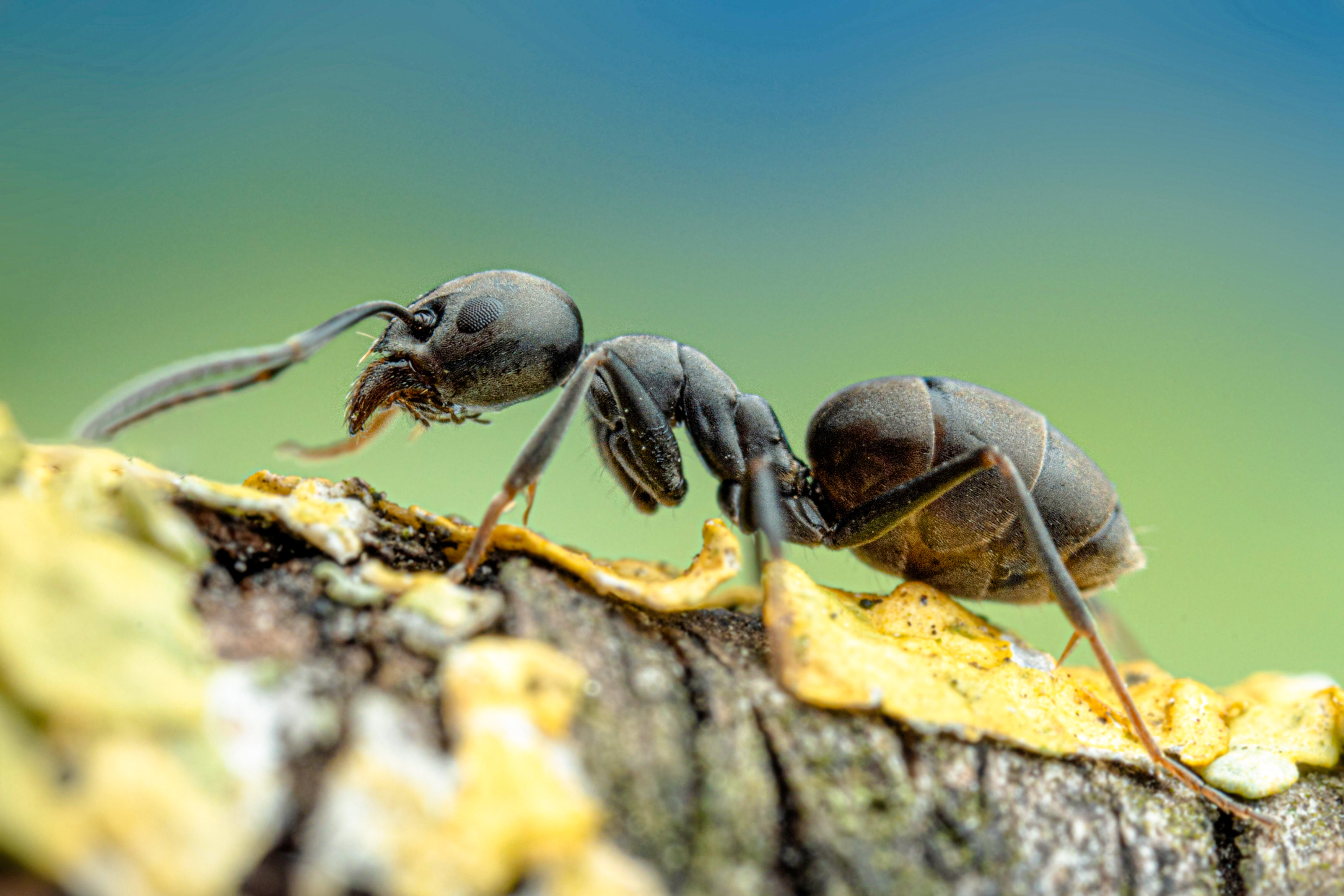 Große Drüsenameise