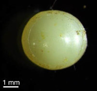 Polyethylen (PE) Pellet