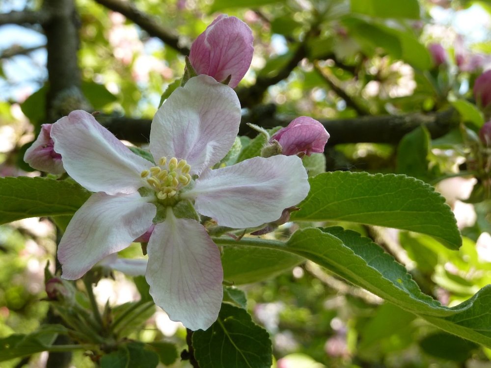 Foto, das eine Apfelblüte zeigt.