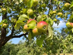 Apfel_Hohenahr_V_Samel-Gondesen_25-07-2022.jpg