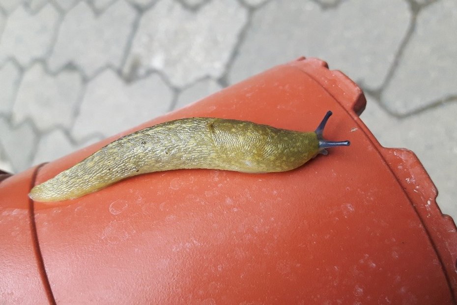 Der Bierschnegel wurde in Hungen gefunden.