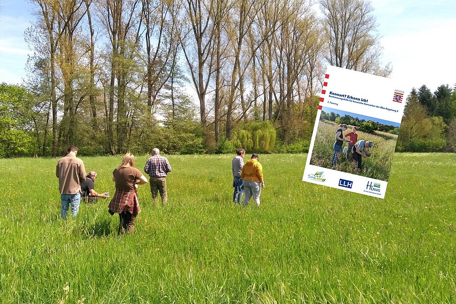Menschen stehen auf einer Wiese und bestimmen Pflanzen