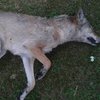Wolf_K7_CordBrand.jpg