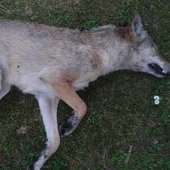 Wolf_K7_CordBrand.jpg