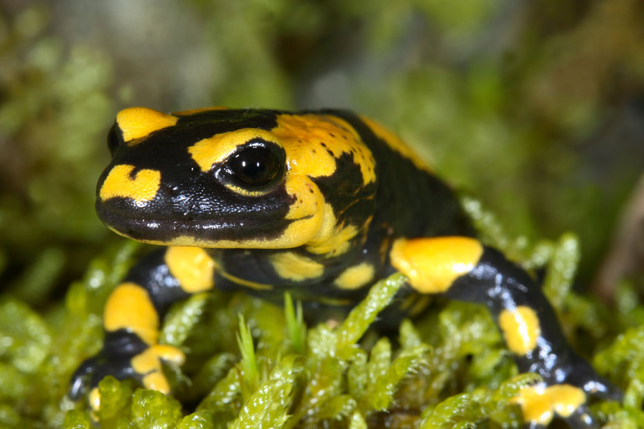 Feuersalamander