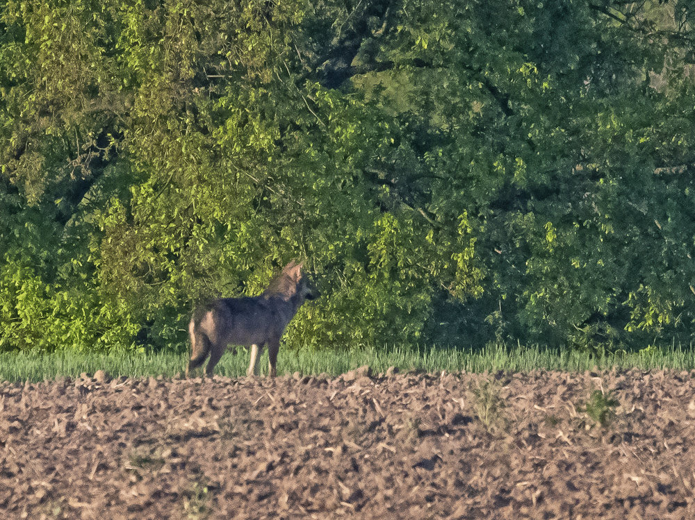 Wolfsfoto
