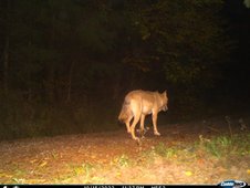 Wolf von Hinten im Dunkeln