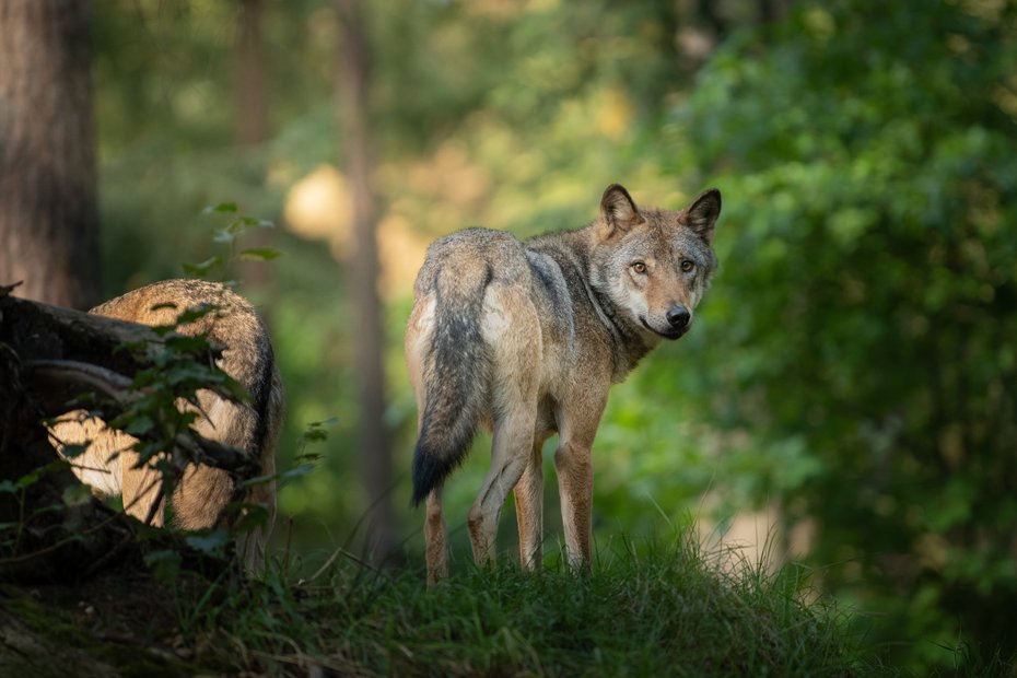 Symbolbild Wolf im Wald