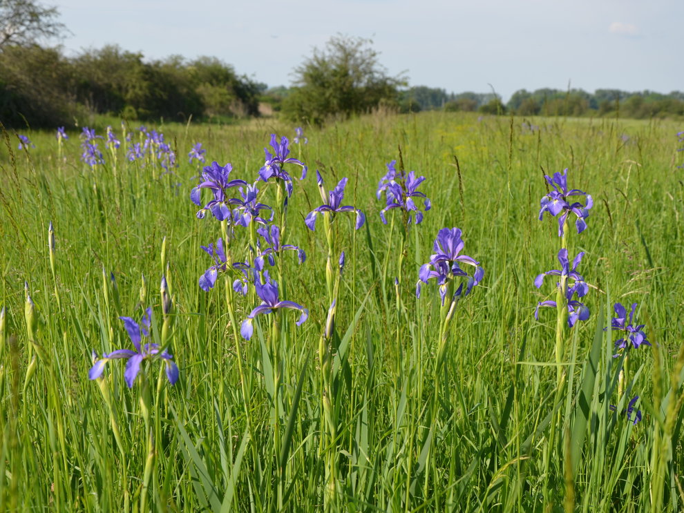 Wiesen-Schwertlilie (Iris spuria) Wiesen-Schwertlilie (Iris spuria)