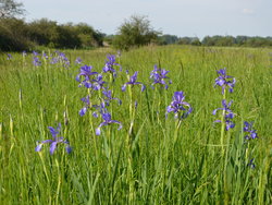 Wiesen-Schwertlilie (Iris spuria)