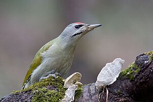 Grauspecht_AdobeStock_30501759_hfox.jpg